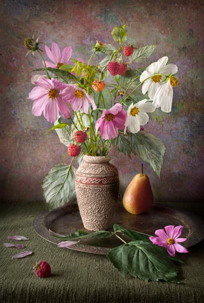 Cosmos bipinnatus